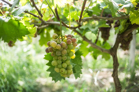 grapeの写真素材