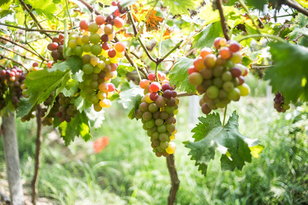 grapeの写真素材