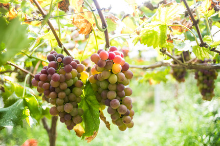 grapeの写真素材