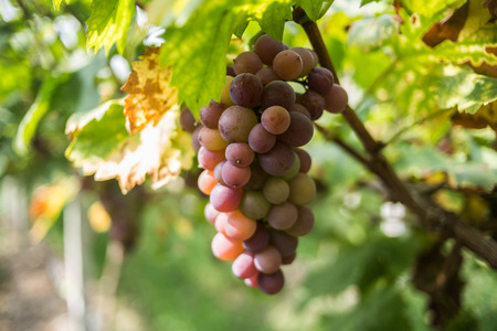 grape