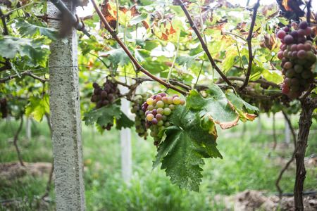 grapeの写真素材