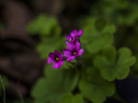 wildflowerの写真素材