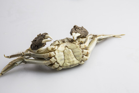 Hairy crabsの写真素材
