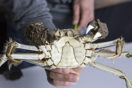 Hairy crabs close up viewの写真素材