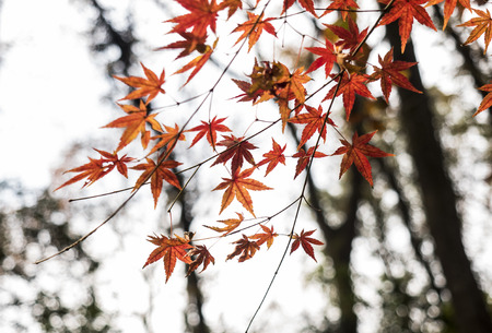 Autumn scenery in Hangzhouの写真素材