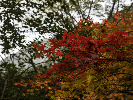 Autumn scenery in Hangzhouの写真素材