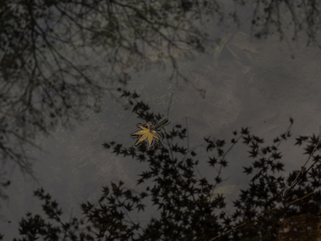Fallen leaves on the waterの写真素材