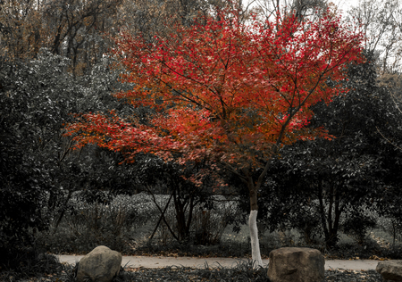 Autumn scenery in Hangzhou Scenic Areaの写真素材