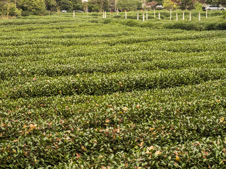 Hangzhou tea gardenの写真素材