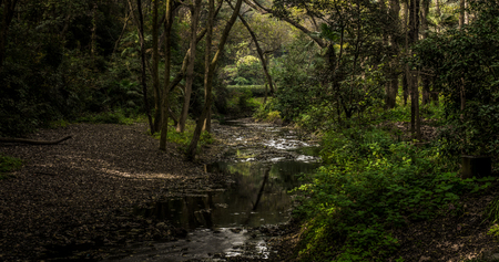 Wetland plantの写真素材