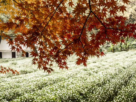 Autumn scenery in Hangzhouの写真素材