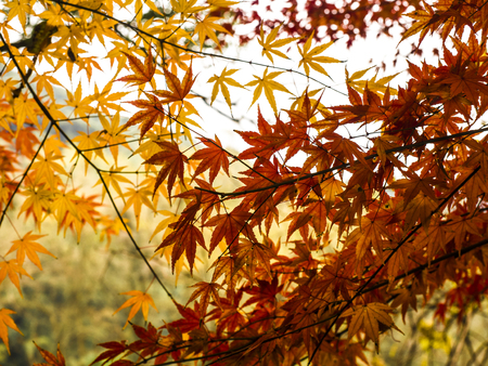 Autumn scenery in Hangzhouの写真素材