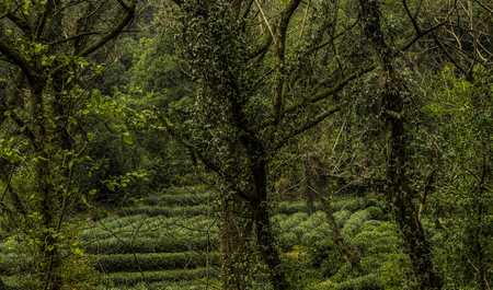 woodsの写真素材