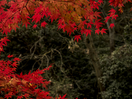 Autumn scenery in Hangzhouの写真素材