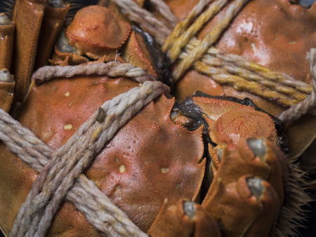 Hairy crabsの写真素材