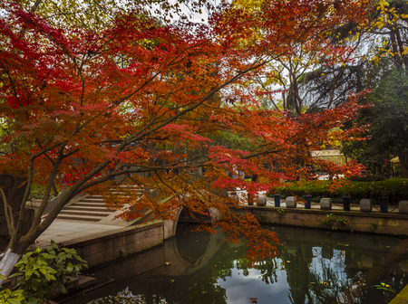 Maple leaves at park