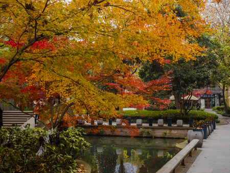 Maple leaves at parkのeditorial素材