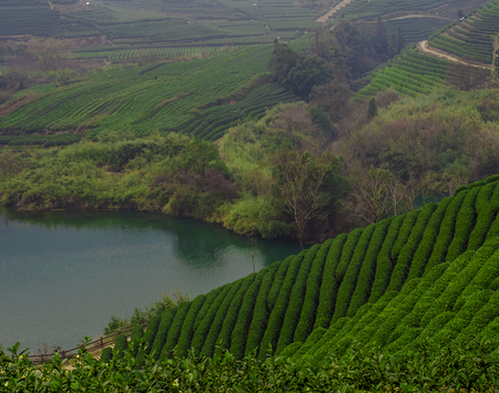 Longwu Tea Gardenの写真素材