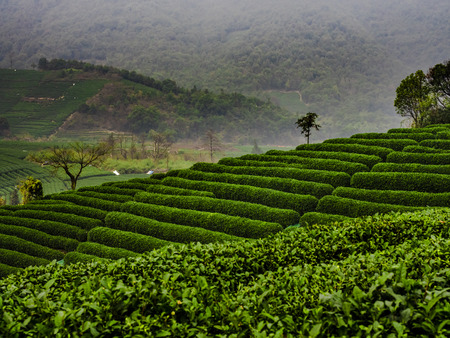 Longwu Tea Gardenの写真素材