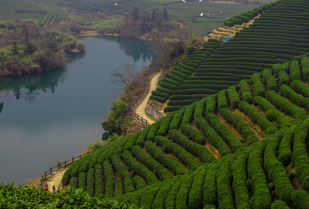 Longwu Tea Gardenの写真素材