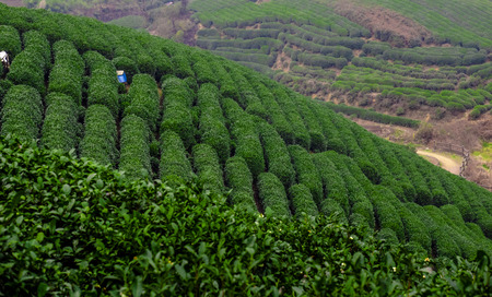 Longwu Tea Gardenの写真素材