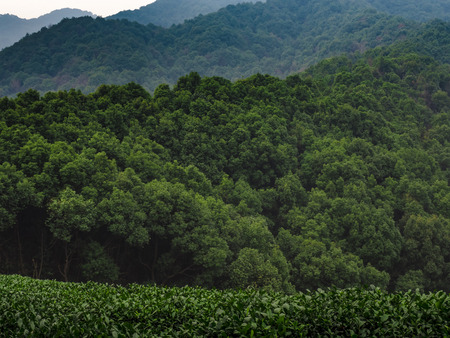 Longwu Tea Gardenの写真素材