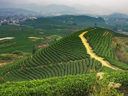Longwu Tea Gardenの写真素材