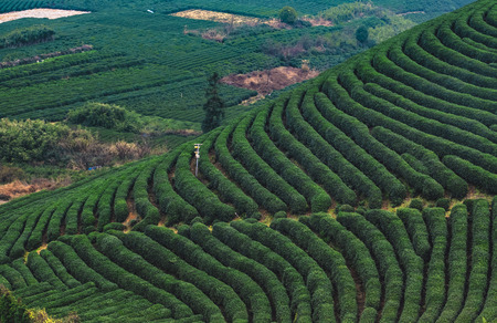 Longwu Tea Gardenの写真素材