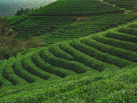 Longwu Tea Gardenの写真素材