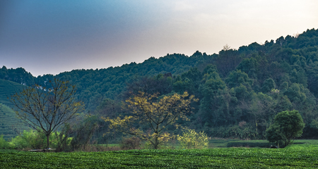Longwu Tea Gardenの写真素材