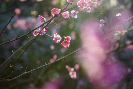 Plumの写真素材