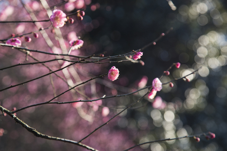 Plum blossomの写真素材