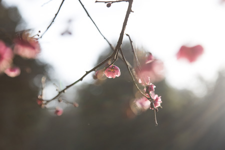 Plum blossomの写真素材