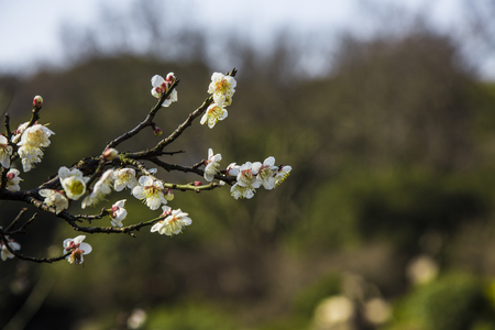 Plum blossomの写真素材