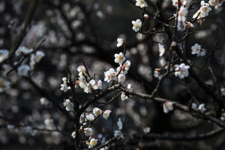 Plum blossomの写真素材