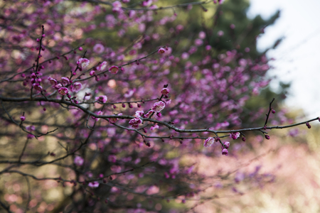 Plum blossomの写真素材