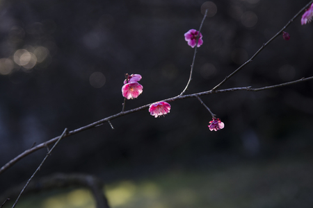 Plum blossomの写真素材
