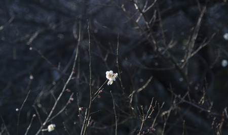 Plum blossomの写真素材