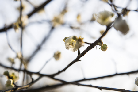 Plum blossomの写真素材