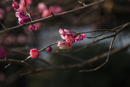 Plum blossomの写真素材