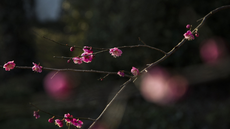 Plum blossomの写真素材