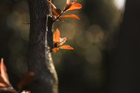Close up view to the leaves of a plant on dark backgroundの写真素材