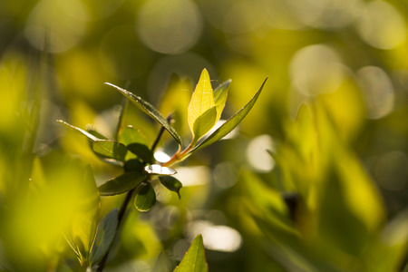 Close up view to the leaves of a plant on dark backgroundの写真素材