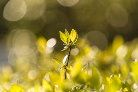 Close up view to the leaves of a plantの写真素材
