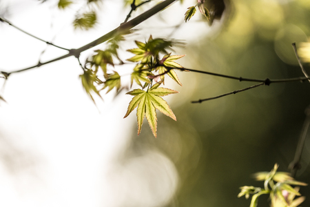 Close up view to the leaves of a plant on dark backgroundの写真素材
