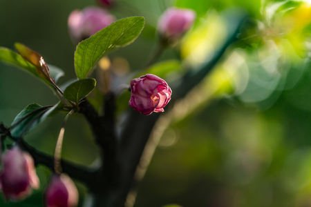 Close up view to the flower of a plantの写真素材