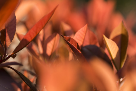 Close up view to the leaves of a plantの写真素材