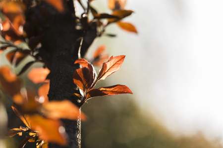 Close up view to the leaves of a plantの写真素材