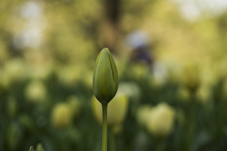 Close up view of tulipの写真素材