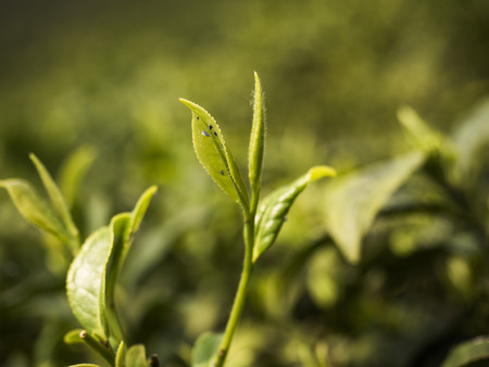 Close up view of fresh tea leavesの写真素材